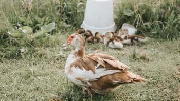 A brown and white duck stands in grass near a group of fluffy ducklings and a white container.