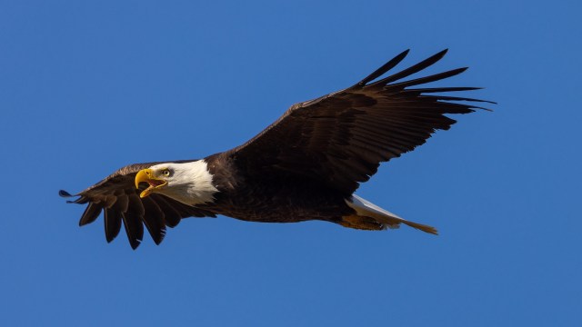 A bald eagle soaring through a clear blue sky with its beak open.