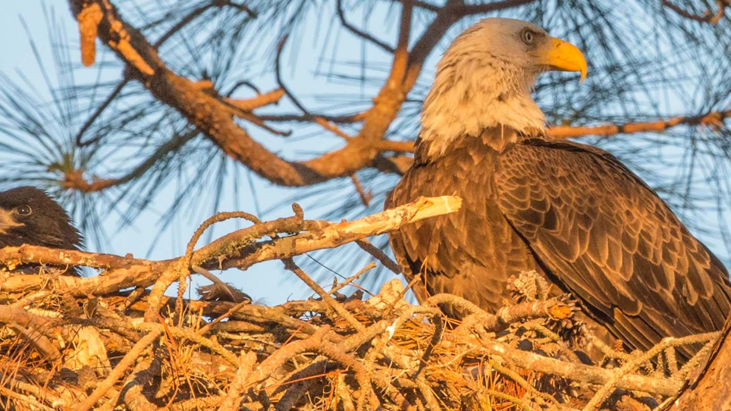 A bald eagle perched on a nest surrounded by branches, with a chick partially visible.