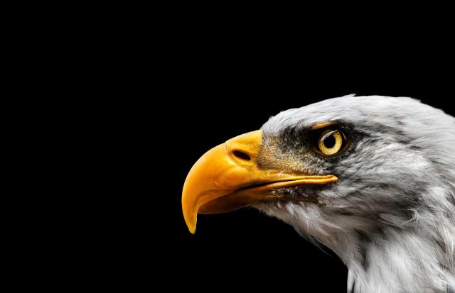 A close-up of an eagle's head with a sharp yellow beak and piercing yellow eye against a black background.