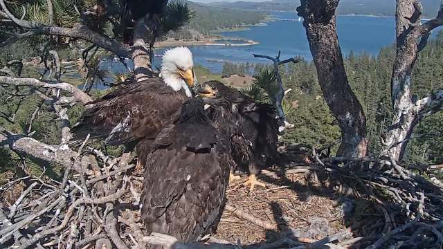 A bald eagle and two chicks in their nest.
