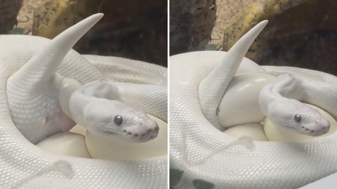 A white rare blue-eyed leucistic python is coiled around several eggs in a terrarium.