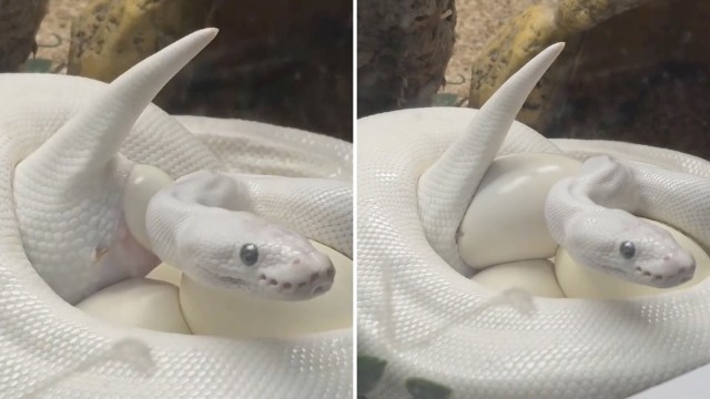 A white rare blue-eyed leucistic python is coiled around several eggs in a terrarium.