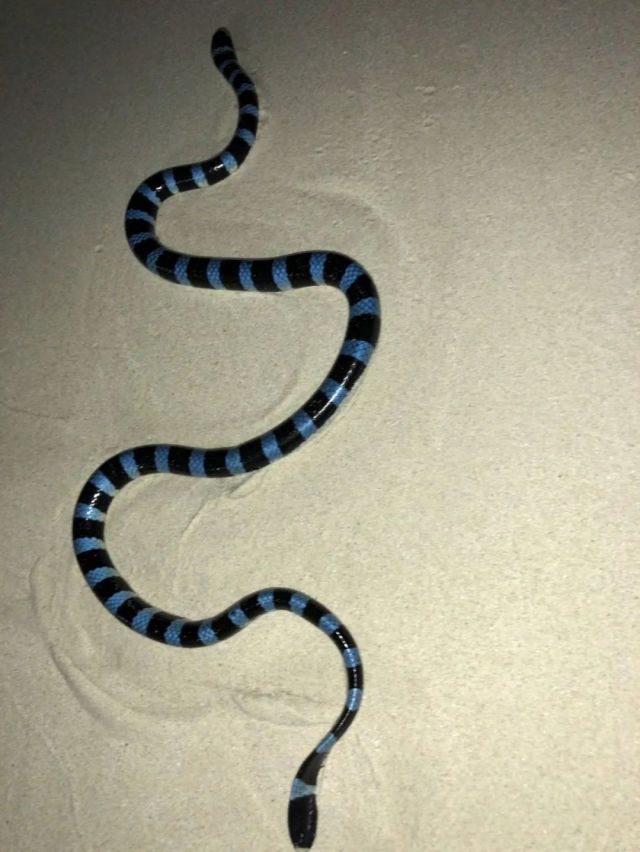 A banded sea krait on sand.