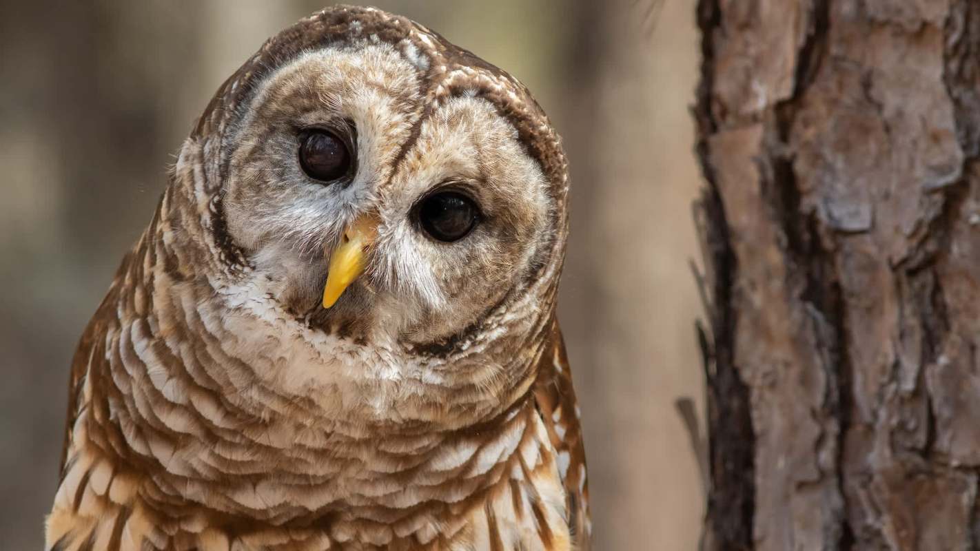 A barred owl tilting its head next to a tree trunk.