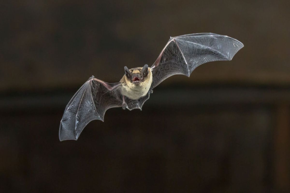 A flying bat with outstretched wings and an open mouth against a dark background.