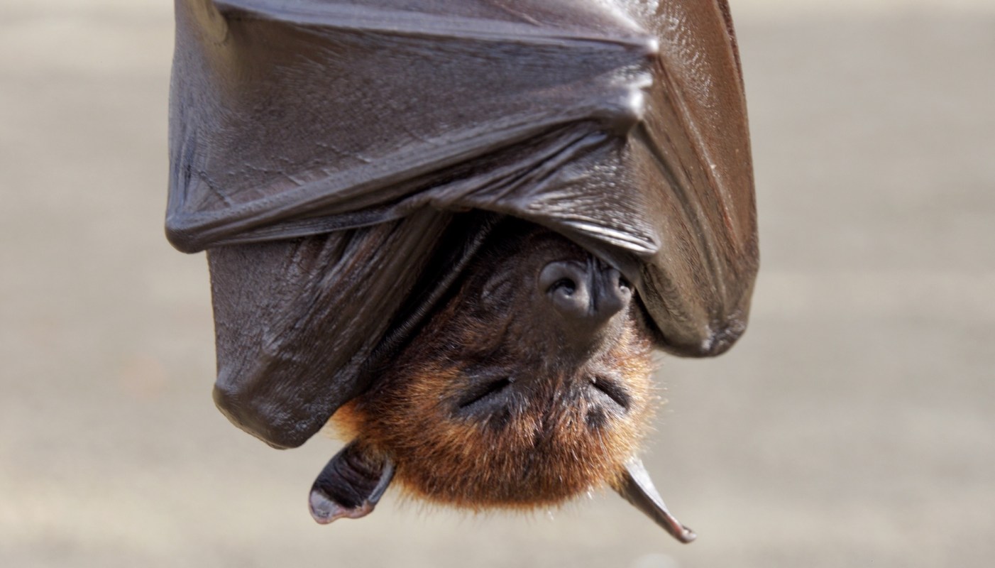 A close-up of a bat hanging upside down, revealing its furry face and large ears.