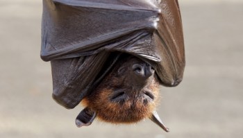 A close-up of a bat hanging upside down, revealing its furry face and large ears.