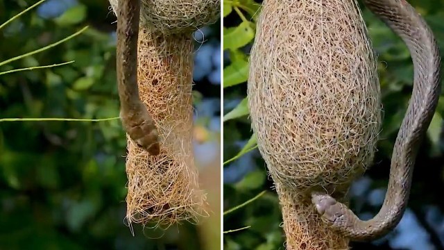 A snake wrapped around a baya weaver's nest made of woven plant fibers, hanging from a branch.