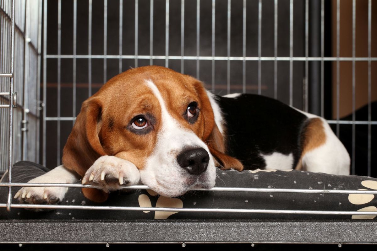 A beagle resting with its head on the edge of a crate.