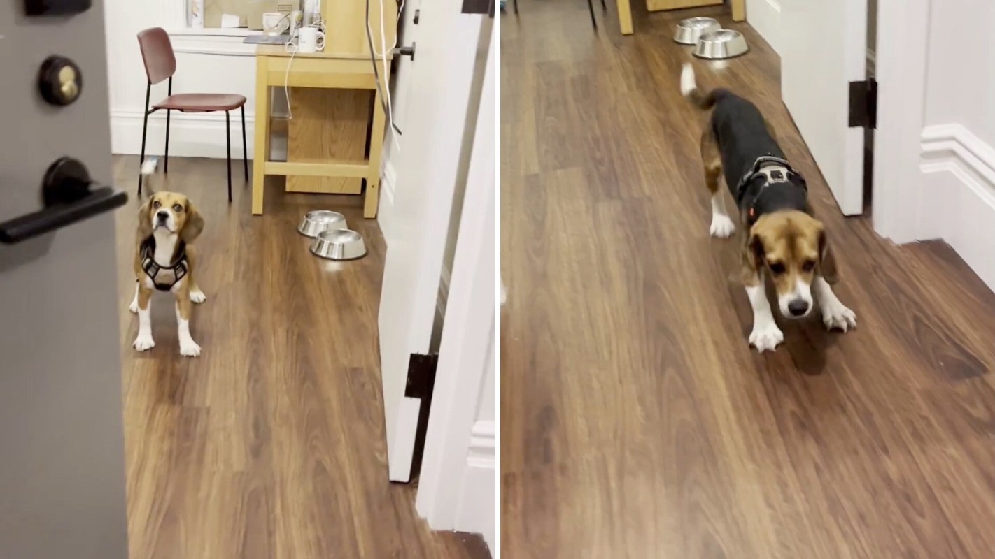 A beagle in a harness stands on a wooden floor, looking toward an open door with food bowls nearby.