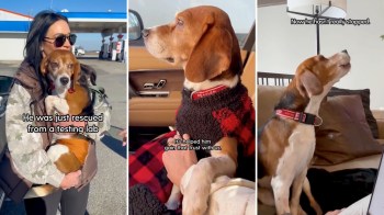 A person holds a rescued beagle.