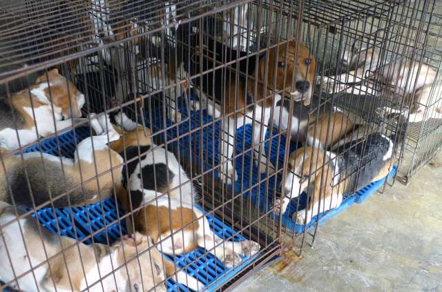 Several beagle puppies are resting in metal cages on blue mats, some are lying down while others are sitting upright.