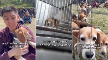 A young man holds a beagle puppy, while other beagles play outside in the background, showcasing their rescue journey.
