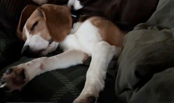 A beagle peacefully sleeping on a cozy couch, with its paw extended and partially covered by a blanket.