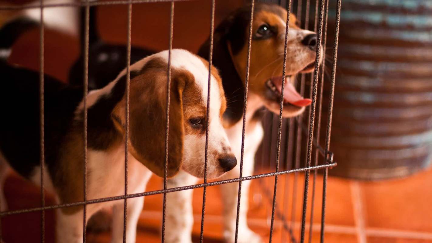 Two beagle puppies looking through the bars of a cage, one yawning and the other observing intently.