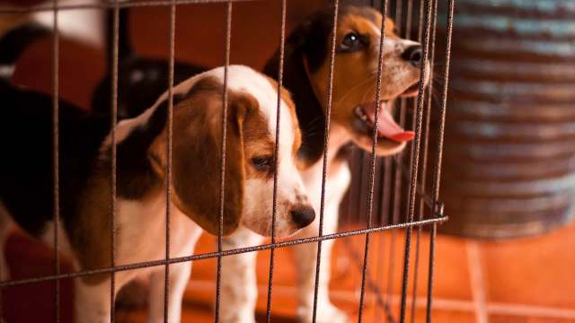 Two beagle puppies looking through the bars of a cage, one yawning and the other observing intently.