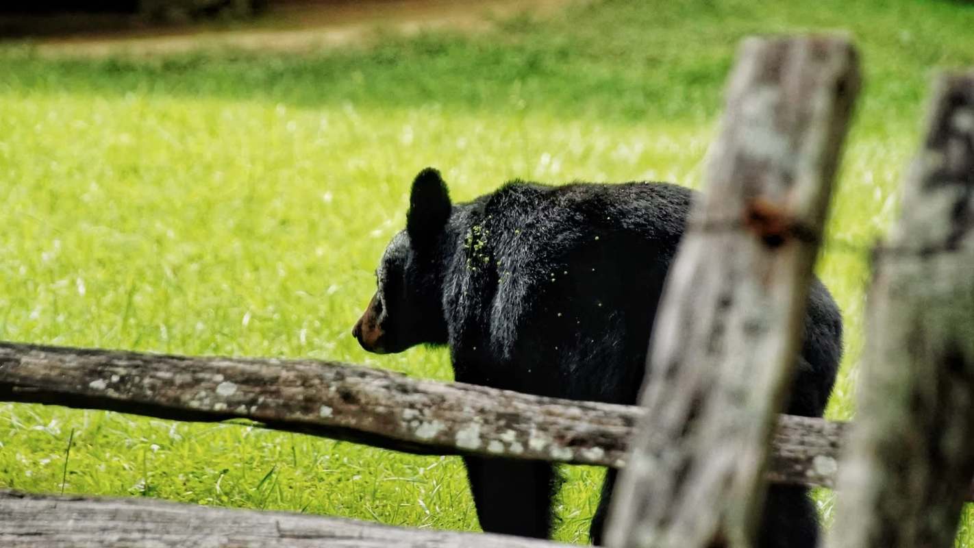 A black bear stands in a grassy area, partially obscured by wooden fence posts.