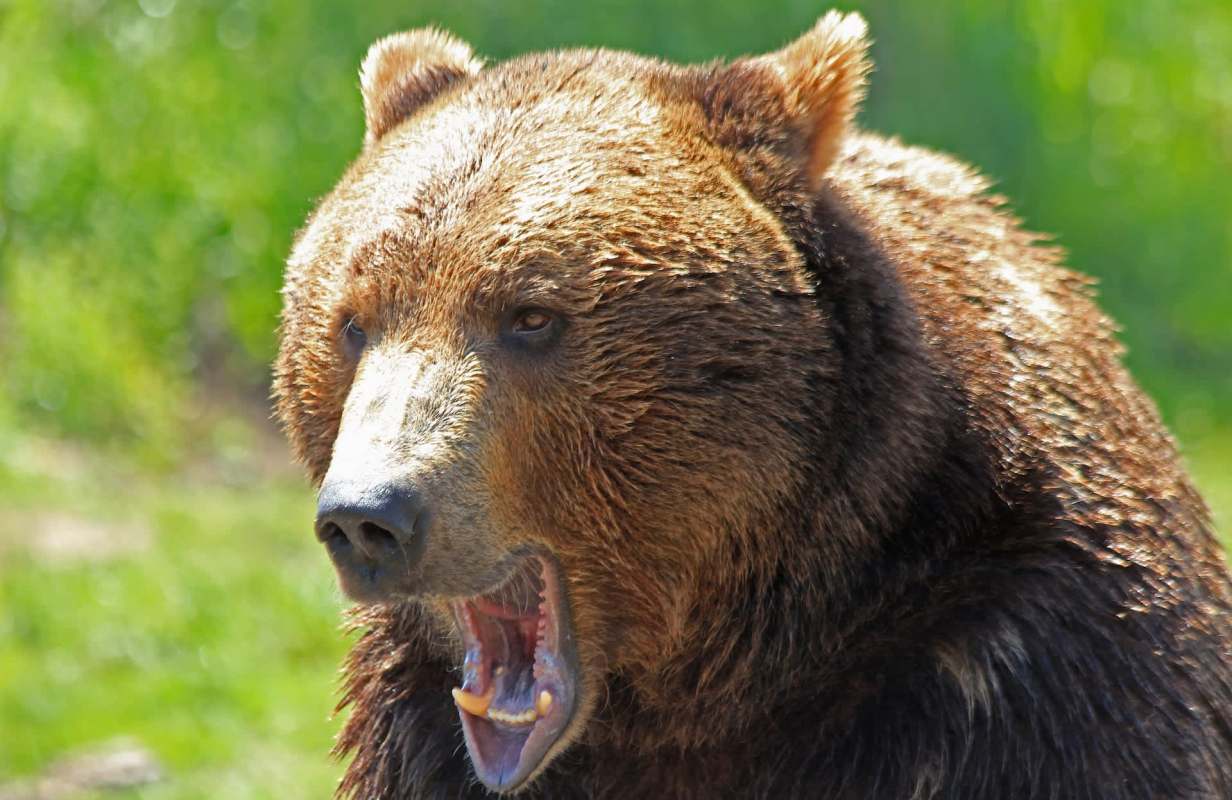 A close-up of a roaring bear with a blurred green background.