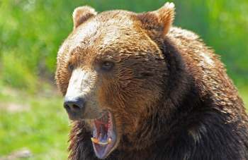 A close-up of a roaring bear with a blurred green background.