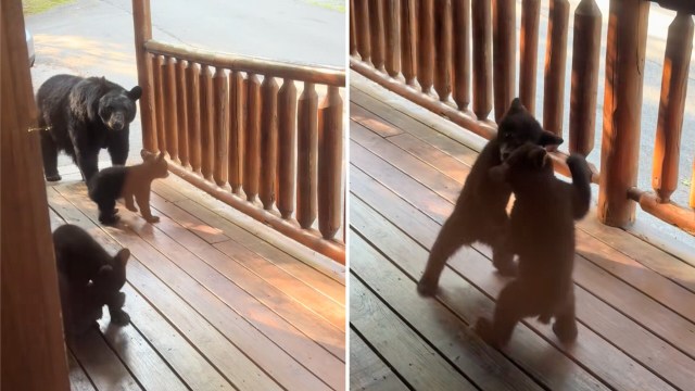 A mother bear and her cubs on a wooden porch, with two of the cubs playfully wrestling.