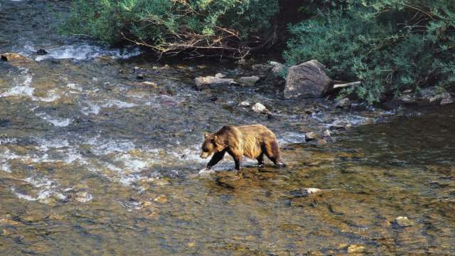 A grizzly bear wades through a shallow stream in a rocky terrain.