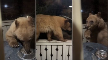 A young bear is seen eating from a bowl on a porch and walking along the railing.