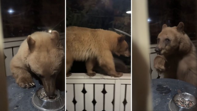 A young bear is seen eating from a bowl on a porch and walking along the railing.