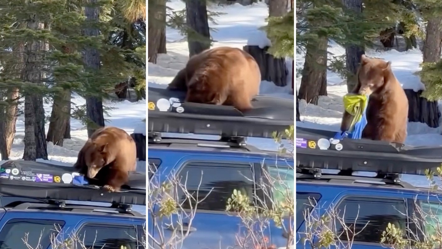 A bear rummages through a rooftop cargo box on a car in a snowy forest.