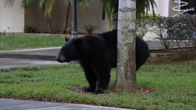 A black bear standing next to a tree.