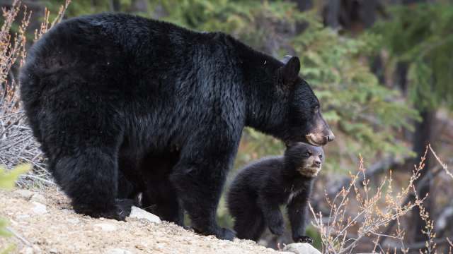 A black bear and her cub stand on a rocky surface surrounded by greenery.