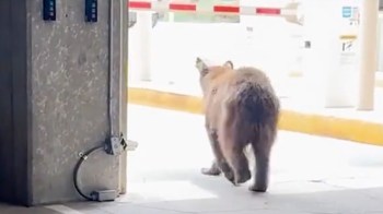 A bear casually walks out of a parking garage toward a sunny outdoor area.