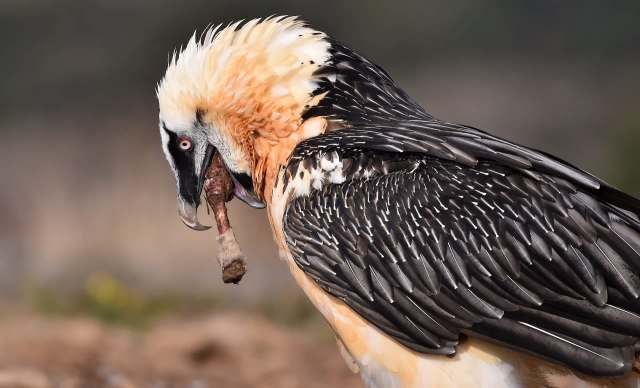 A bearded vulture holds a piece of meat in its beak, showcasing its striking plumage and distinctive features.
