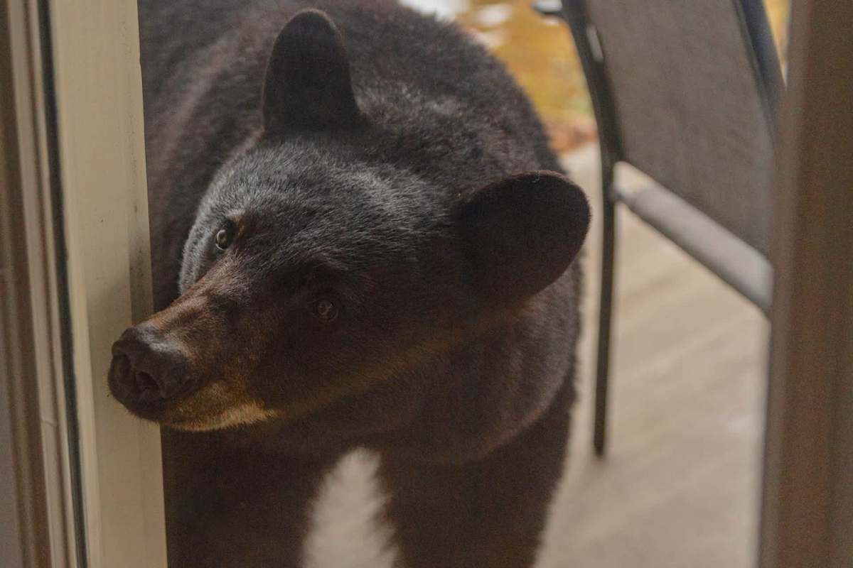 A black bear curiously looking through a sliding glass door into a house.