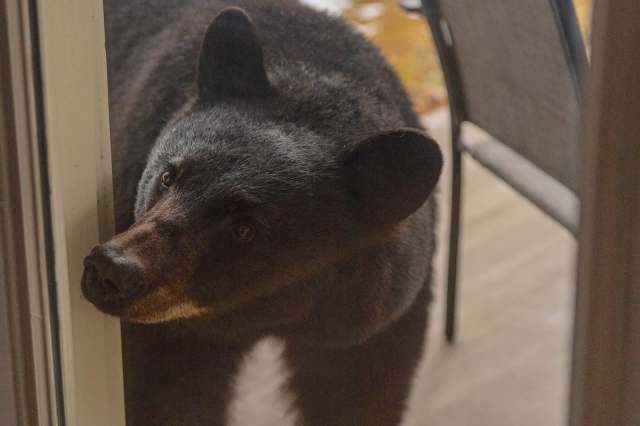 Six bears euthanized in North Carolina due to run of home break-ins: 'We don't have to repeat this'