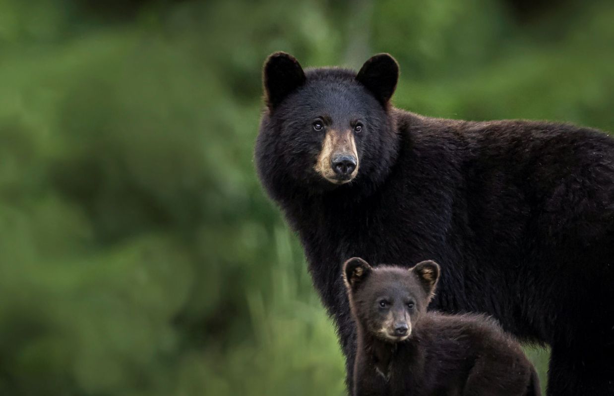 A black bear and its cub stand together against a blurred green background.