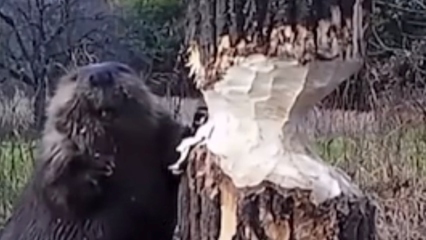 A beaver gnawing on a tree trunk, leaving visible chew marks on its bark.