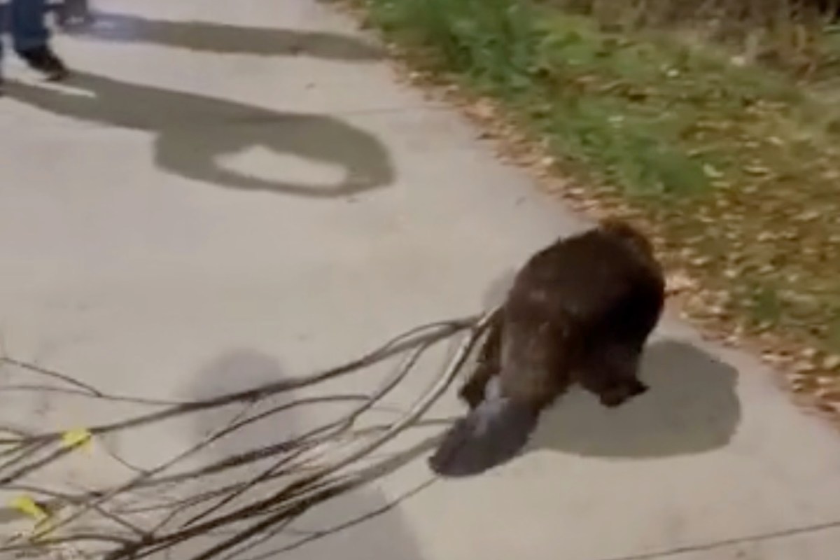A beaver walks along a paved path, dragging branches behind it as people observe nearby.