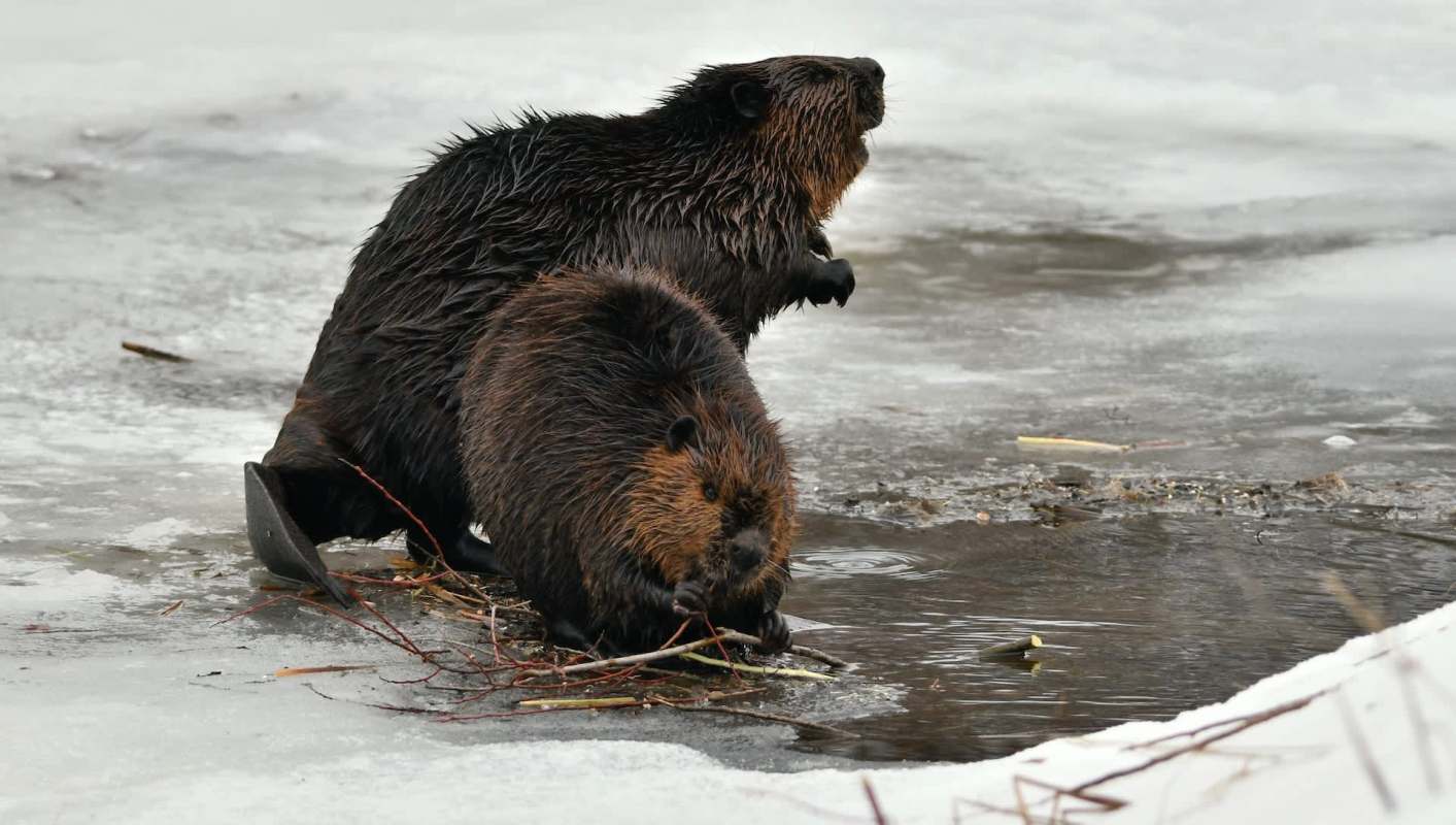 Two beavers are foraging in a partially frozen stream surrounded by ice and twigs.