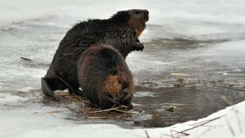 Two beavers are foraging in a partially frozen stream surrounded by ice and twigs.