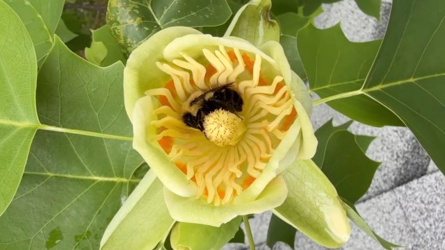 A bumblebee pollinates a large, yellow-green flower surrounded by vibrant green leaves.