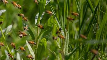 A swarm of bees hovering around green leaves in a sunlit garden.
