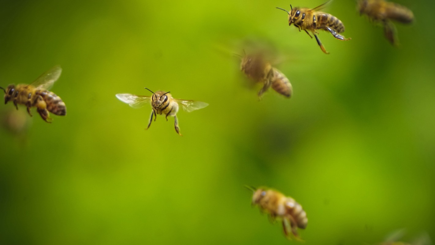 A group of flying bees with blurred green foliage in the background.