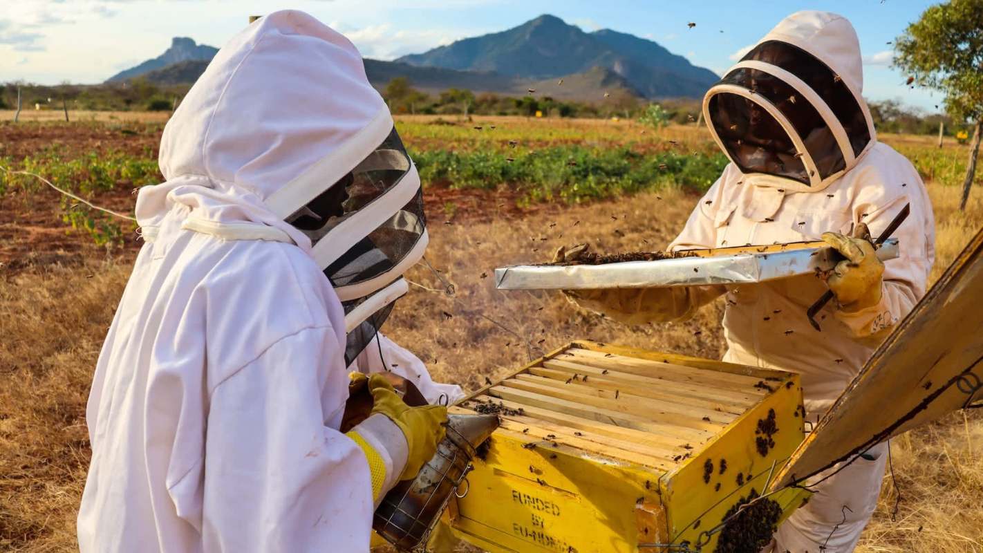 Two beekeepers in protective suits work with a beehive in a field with mountains in the background.