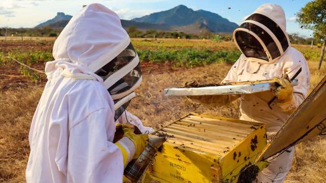 Two beekeepers in protective suits work with a beehive in a field with mountains in the background.