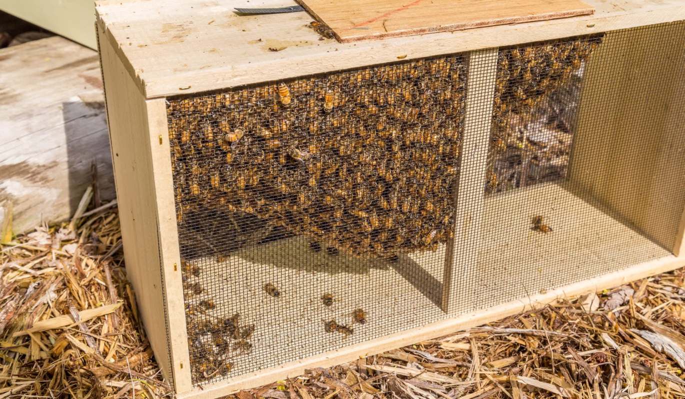 A wooden and mesh box filled with hundreds of bees.