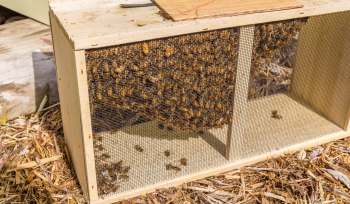A wooden bee box filled with hundreds of bees, showing a mesh side for ventilation.