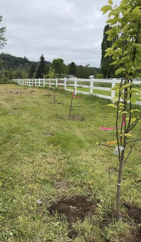 A row of newly planted trees with colored ribbons along a white fence in a grassy field under a cloudy sky.
