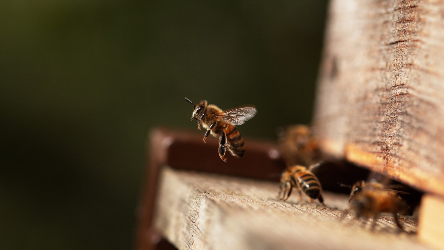 A bee hovering near a beehive entrance with other bees on the wooden surface.