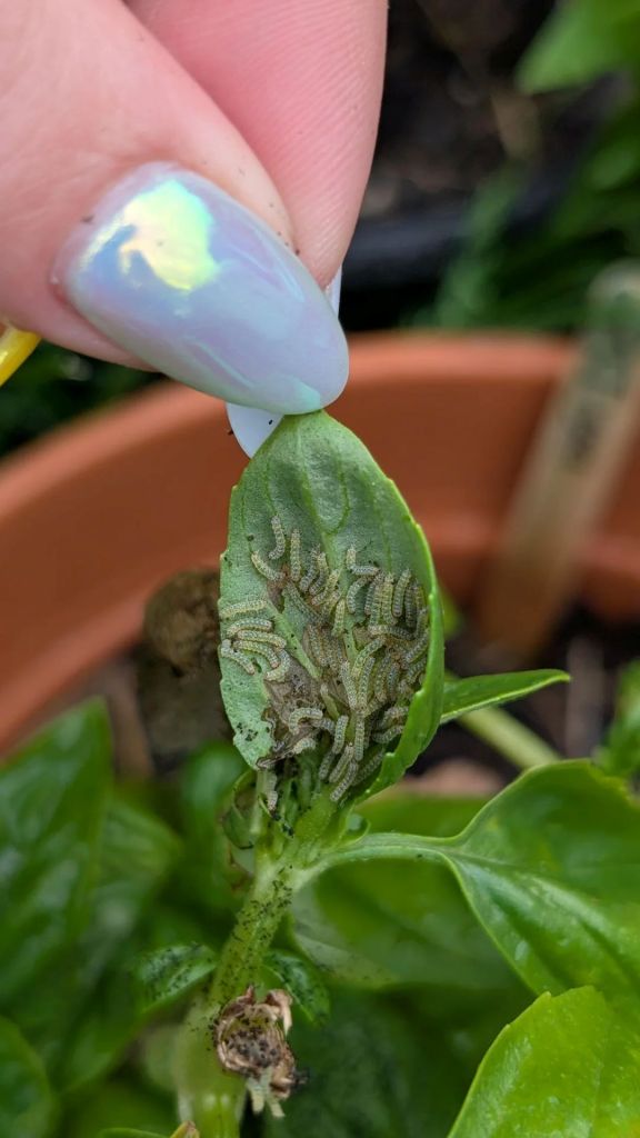 Many beet armyworms on a basil leaf.